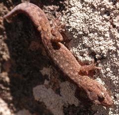 Goggia microlepidota