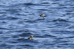 Phalaropus fulicarius