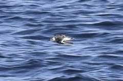 Phalaropus fulicarius