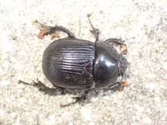 Phelotrupes formosanus