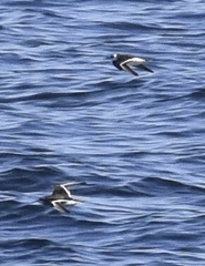 Phalaropus fulicarius
