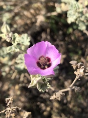 Sphaeralcea obtusiloba