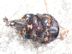 Phelotrupes formosanus