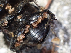 Phelotrupes formosanus