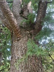 Pseudolarix amabilis