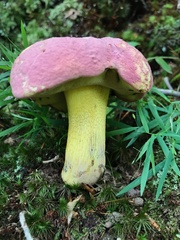 Butyriboletus roseopurpureus