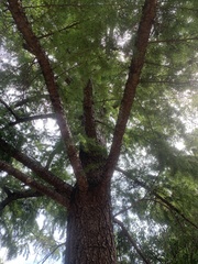 Pseudolarix amabilis