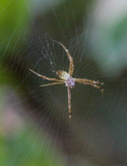 Argiope aemula