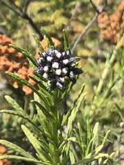 Asteraceae