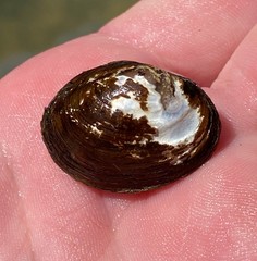 Toxolasma cylindrellum