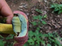Butyriboletus roseopurpureus