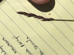 Poa secunda