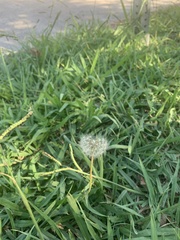 Taraxacum