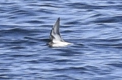 Phalaropus fulicarius