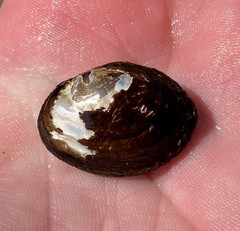 Toxolasma cylindrellum