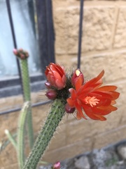 Corryocactus erectus