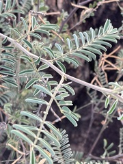 Tephrosia rhodesica evansii