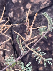 Tephrosia rhodesica evansii