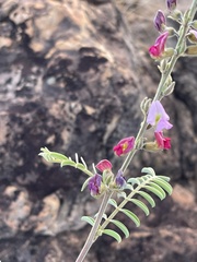 Tephrosia rhodesica evansii