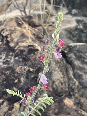 Tephrosia rhodesica evansii