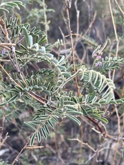 Tephrosia rhodesica evansii