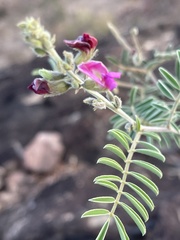 Tephrosia rhodesica evansii