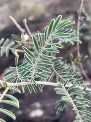Tephrosia rhodesica evansii