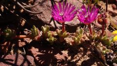 Antimima brevicarpa