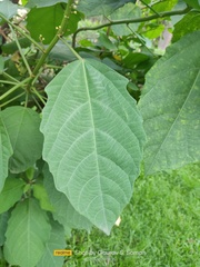 Baliospermum solanifolium