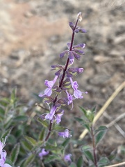Syncolostemon canescens