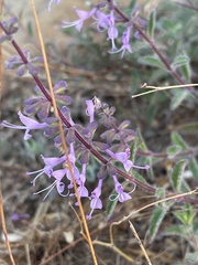 Syncolostemon canescens