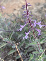 Syncolostemon canescens