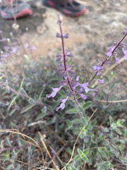 Syncolostemon canescens