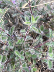 Syncolostemon canescens