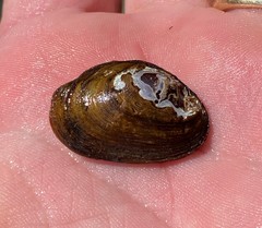 Toxolasma cylindrellum