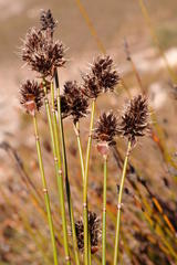 Askidiosperma capitatum
