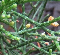 Callitris drummondii