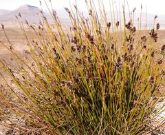 Askidiosperma capitatum