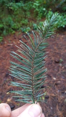 Abies flinckii