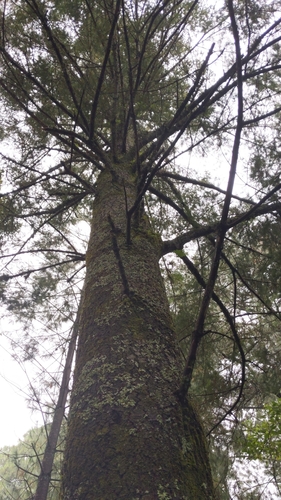 Michoacán fir (Abies flinckii)