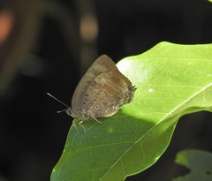 Arhopala madytus