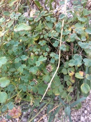 Bupleurum bicaule