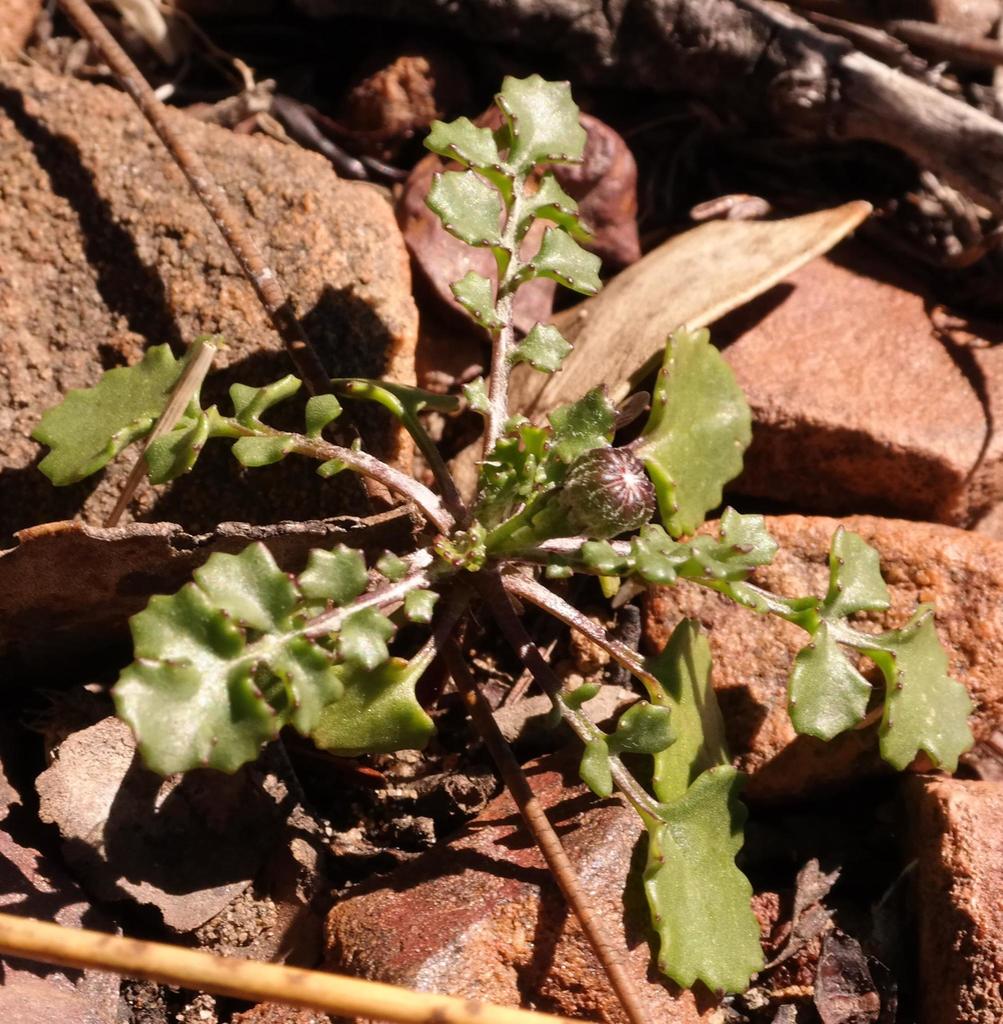 Bolandia pedunculosa