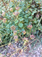 Bupleurum bicaule