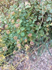 Bupleurum bicaule
