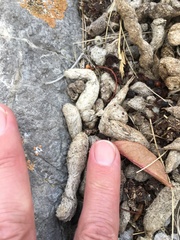 Marmota flaviventris