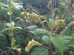 Varronia cylindrostachya