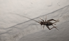 Gryllodes sigillatus