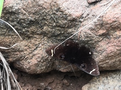 Erebus hieroglyphica