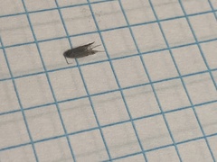 Lepidoptera